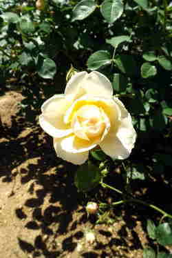 tFArAJ
