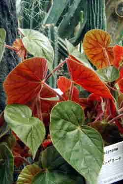 begonia ha-gea-na