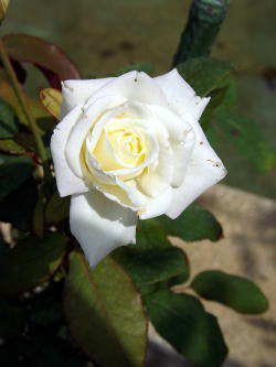 RPbg