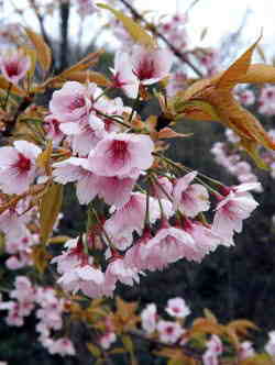 IIJUN