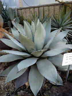 tECW