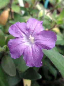GALI[T
