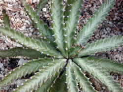 yu-forubia suterata