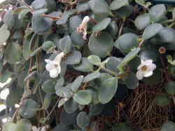 Codonanthe Paufa